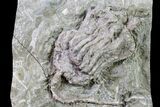 Fossil Crinoid (Dizygocrinus) - Missouri #157186-1